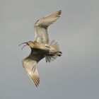 Großer Brachvogel im Flug