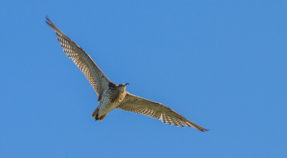 Großer Brachvogel im Flug