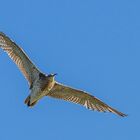 Großer Brachvogel im Flug