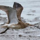 Großer Brachvogel im Flug