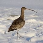 Grosser Brachvogel im Schnee