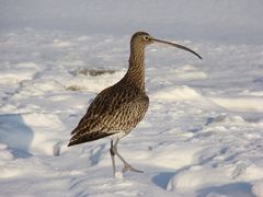 Grosser Brachvogel im Schnee