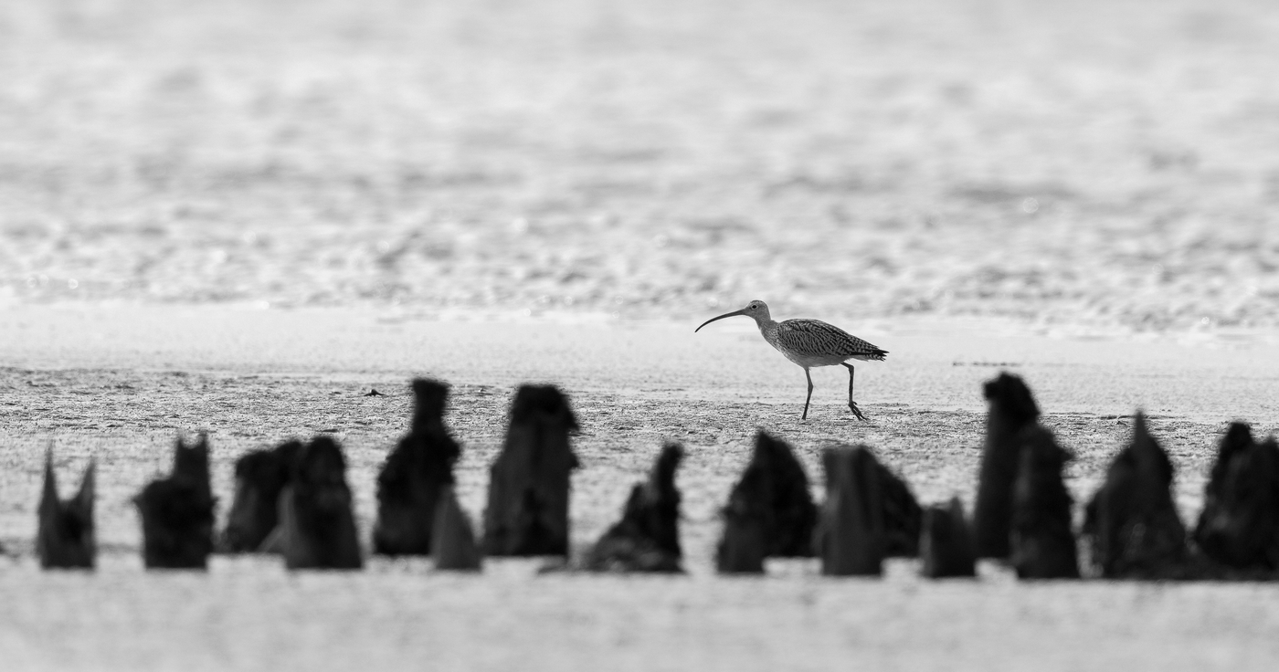 Großer Brachvogel im Watt