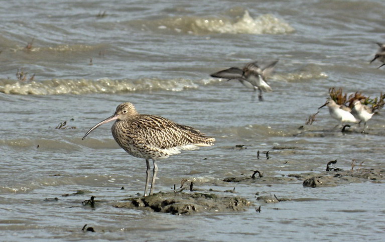 Großer Brachvogel im Wattenmeer