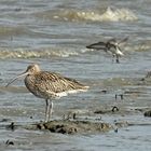 Großer Brachvogel im Wattenmeer