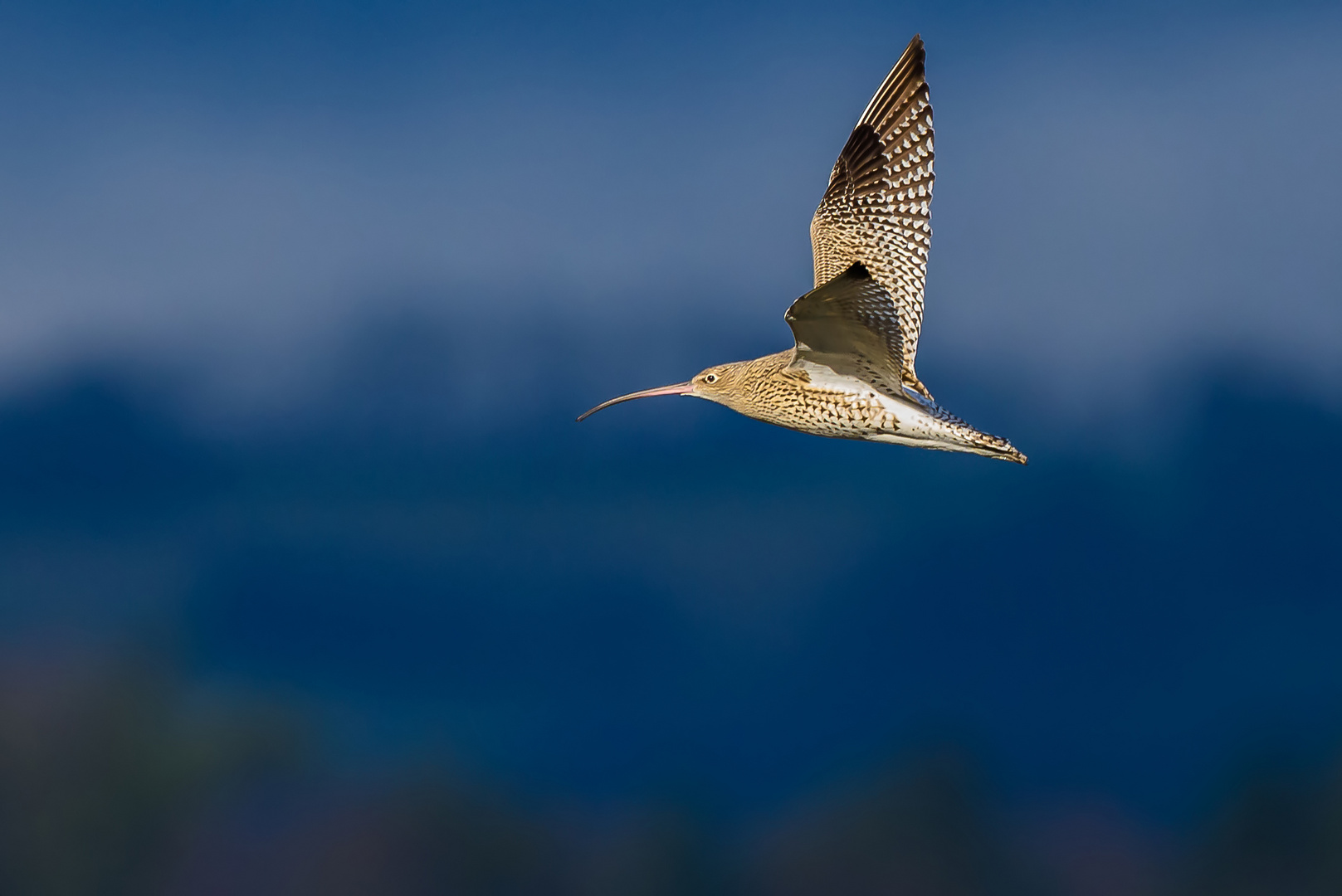 Grosser Brachvogel im Winterlicht