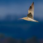 Grosser Brachvogel im Winterlicht