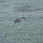 Großer Brachvogel in den Ahsewiesen