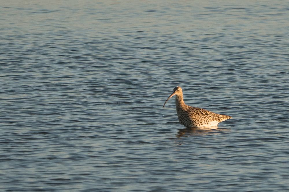 großer Brachvogel in der goldenen Stunde