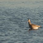 großer Brachvogel in der goldenen Stunde