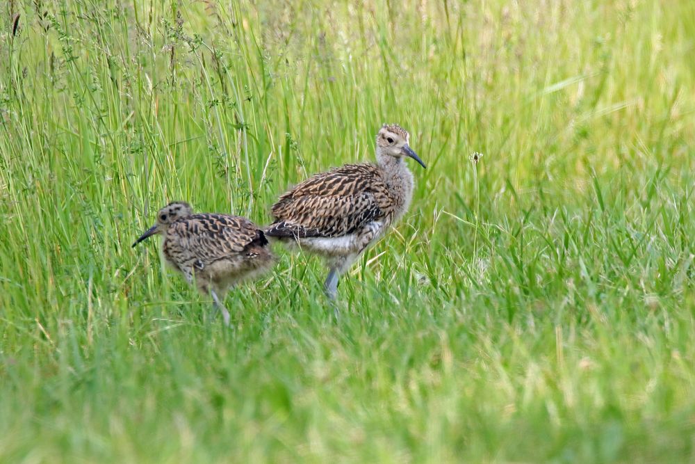 Großer Brachvogel - Jungvögel