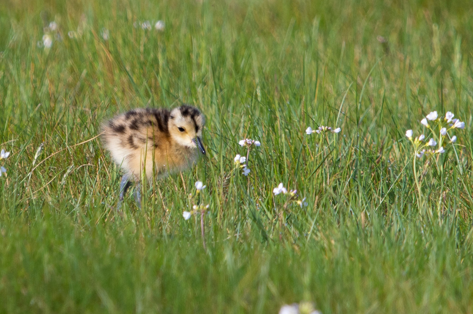 Großer Brachvogel, Küken