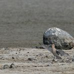 Großer Brachvogel – Landung