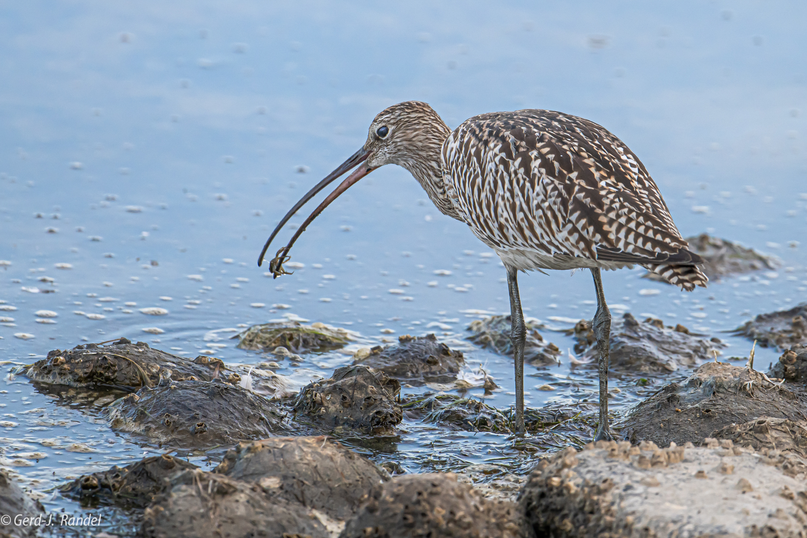 Großer Brachvogel mit Strandkrabbe