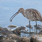 Großer Brachvogel mit Strandkrabbe