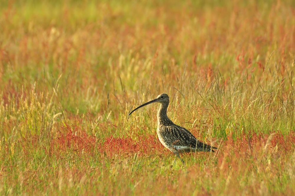 Großer Brachvogel (ND)