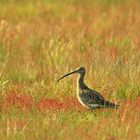 Großer Brachvogel (ND)