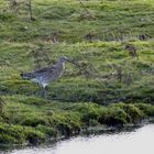 "Großer Brachvogel" (Numenius arquata) 