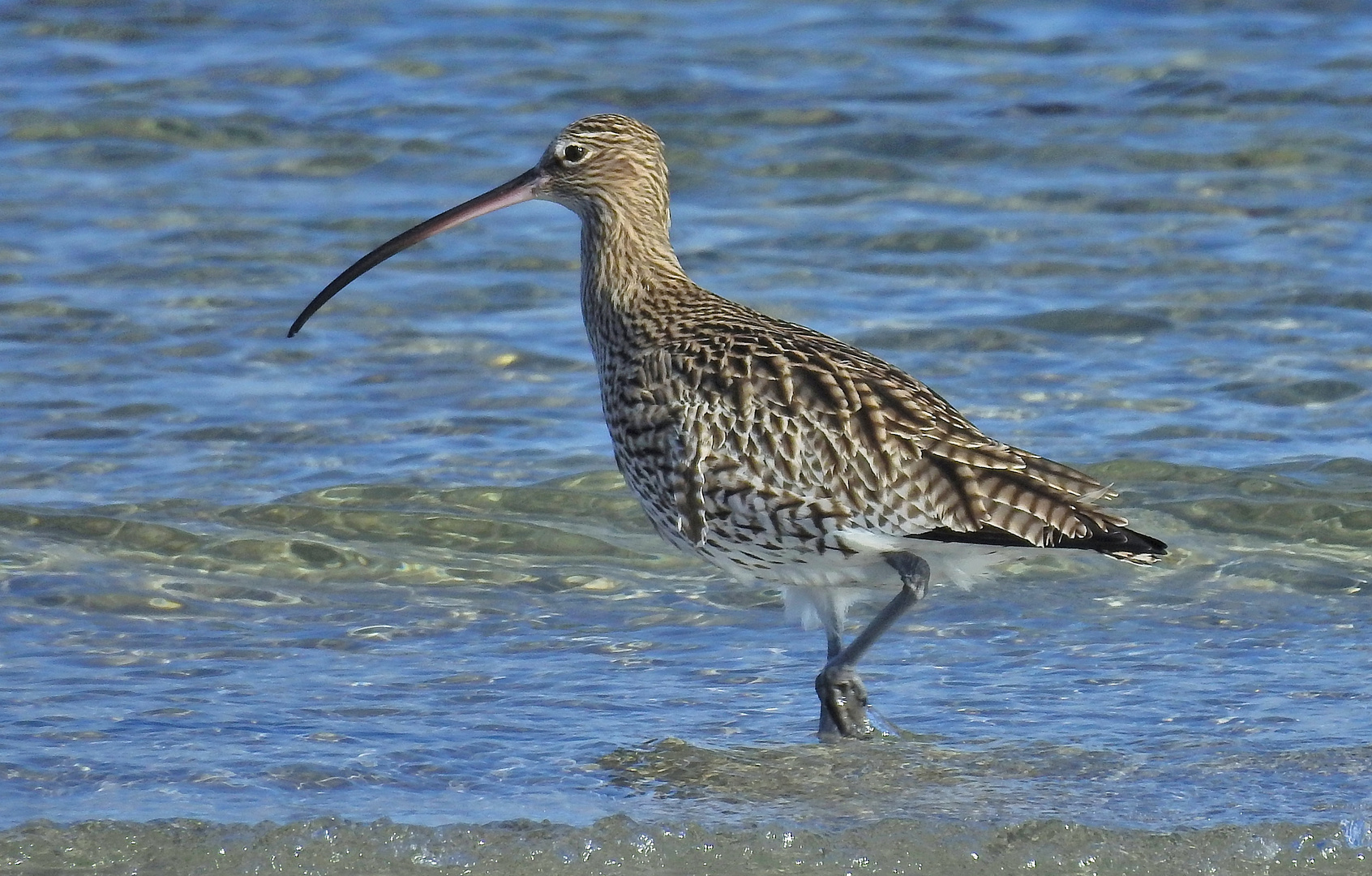 Großer Brachvogel (Numenius arquata) 3 Vollbild empfohlen! Foto & Bild