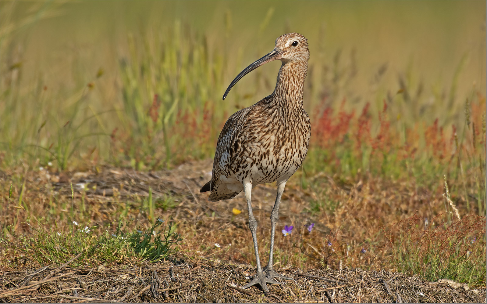 Großer Brachvogel  -  Numenius arquata