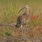 Großer Brachvogel  -  Numenius arquata