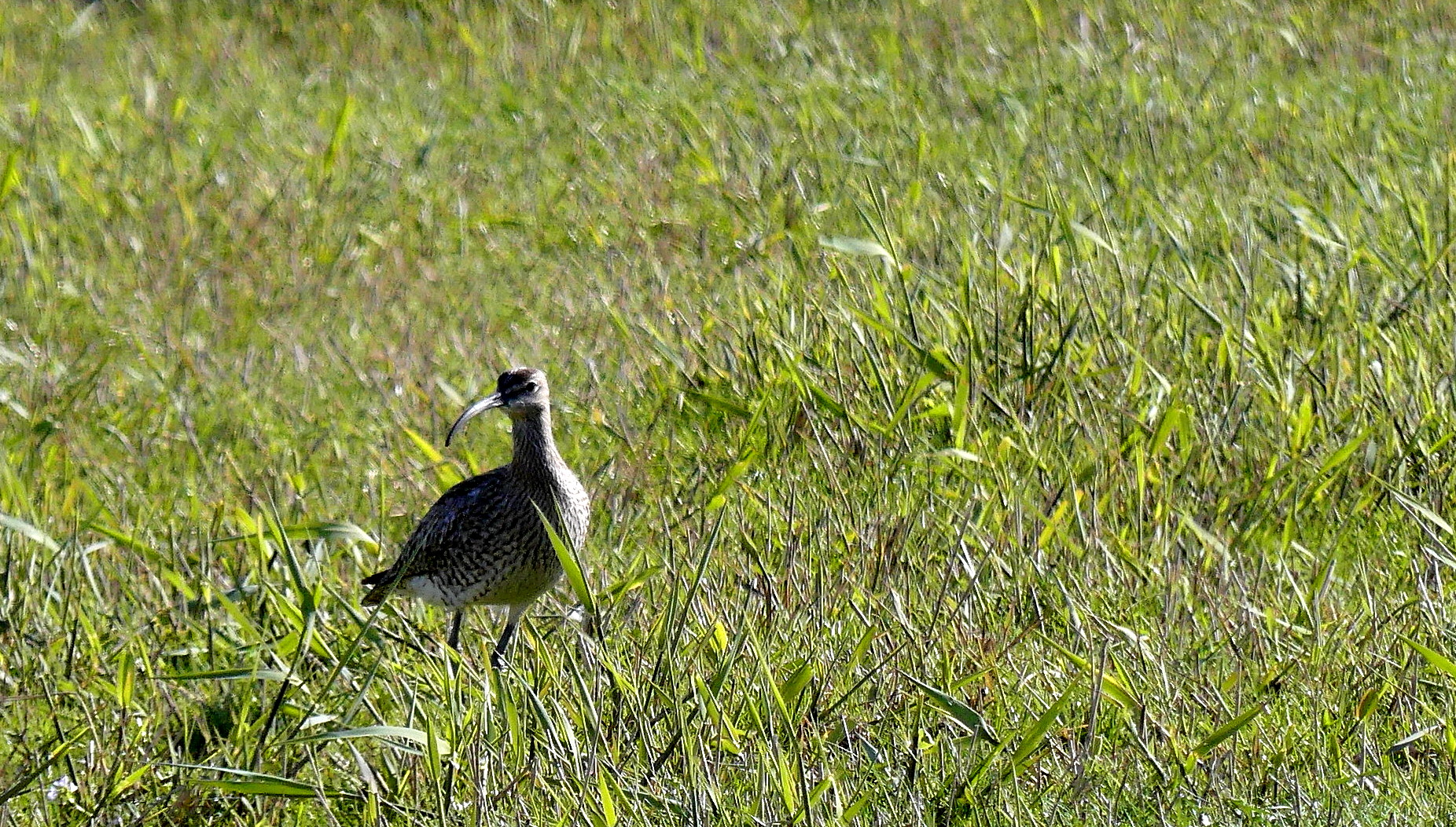 Großer Brachvogel (Numenius arquata)...