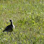 Großer Brachvogel (Numenius arquata)...