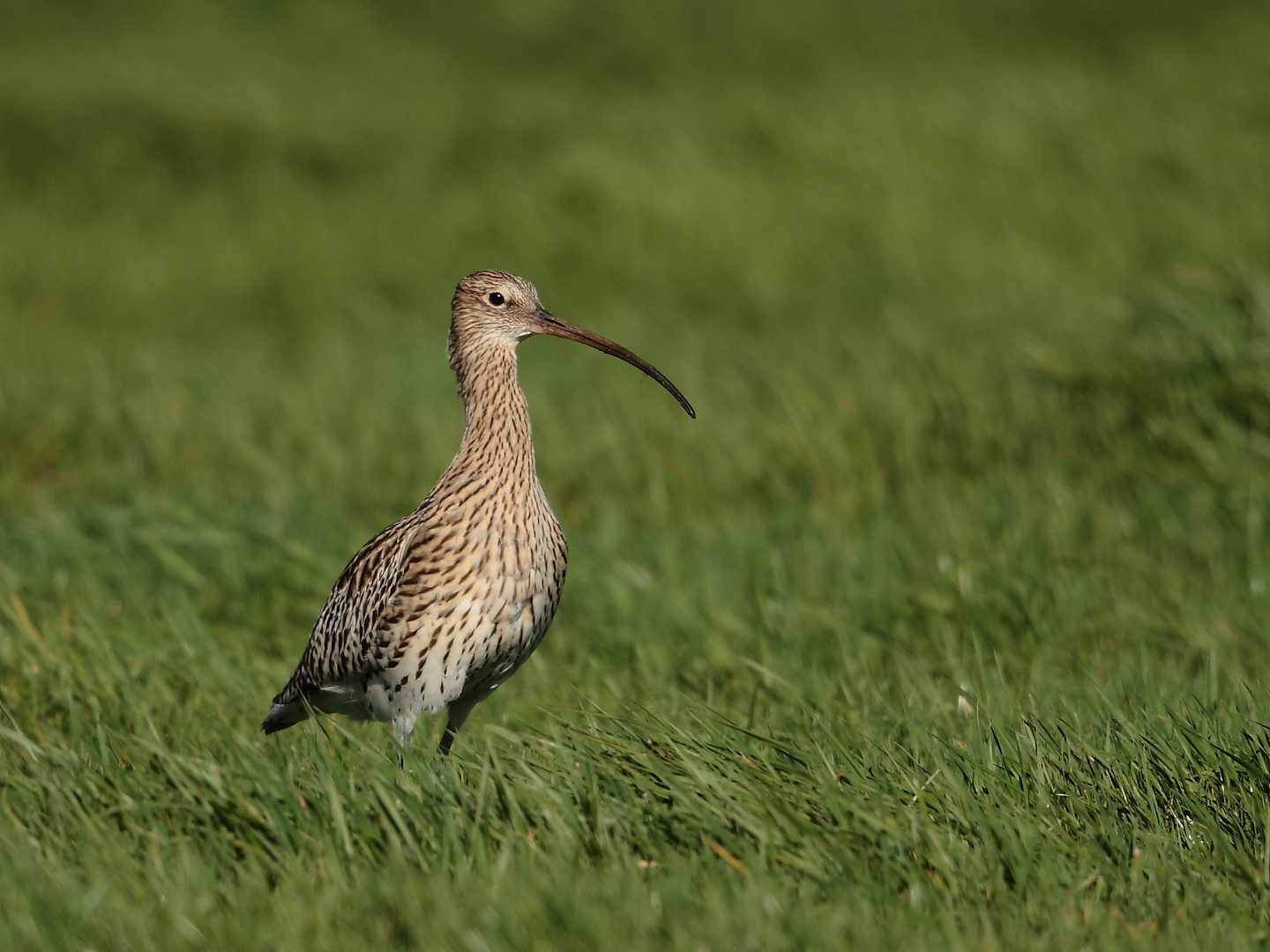 Großer Brachvogel (Numenius arquata)