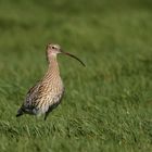 Großer Brachvogel (Numenius arquata)