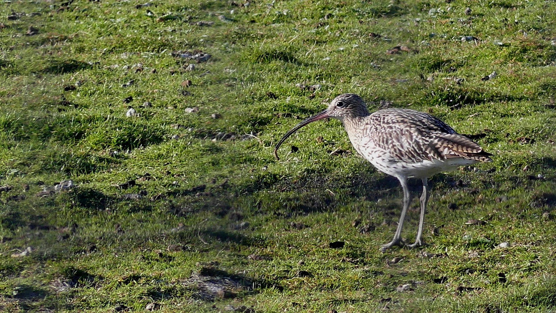 Großer Brachvogel (Numenius arquata)