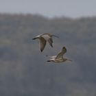 Großer Brachvogel Numenius arquata