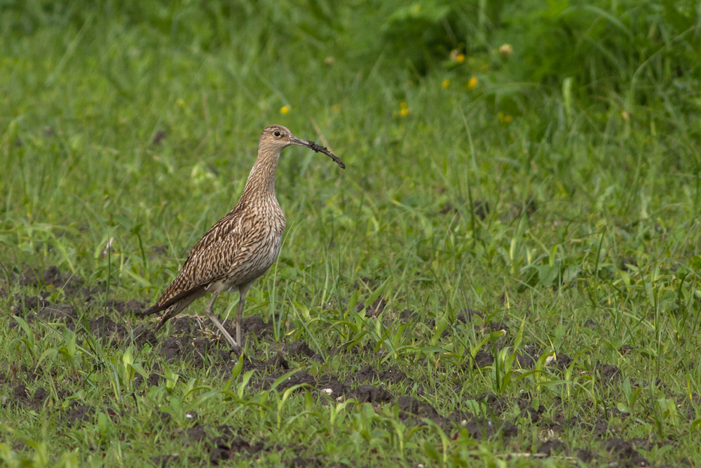 Großer Brachvogel (Numenius arquata)