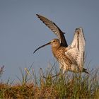 Großer Brachvogel  -  Numenius arquata