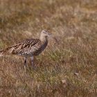 Großer Brachvogel - Numenius arquata