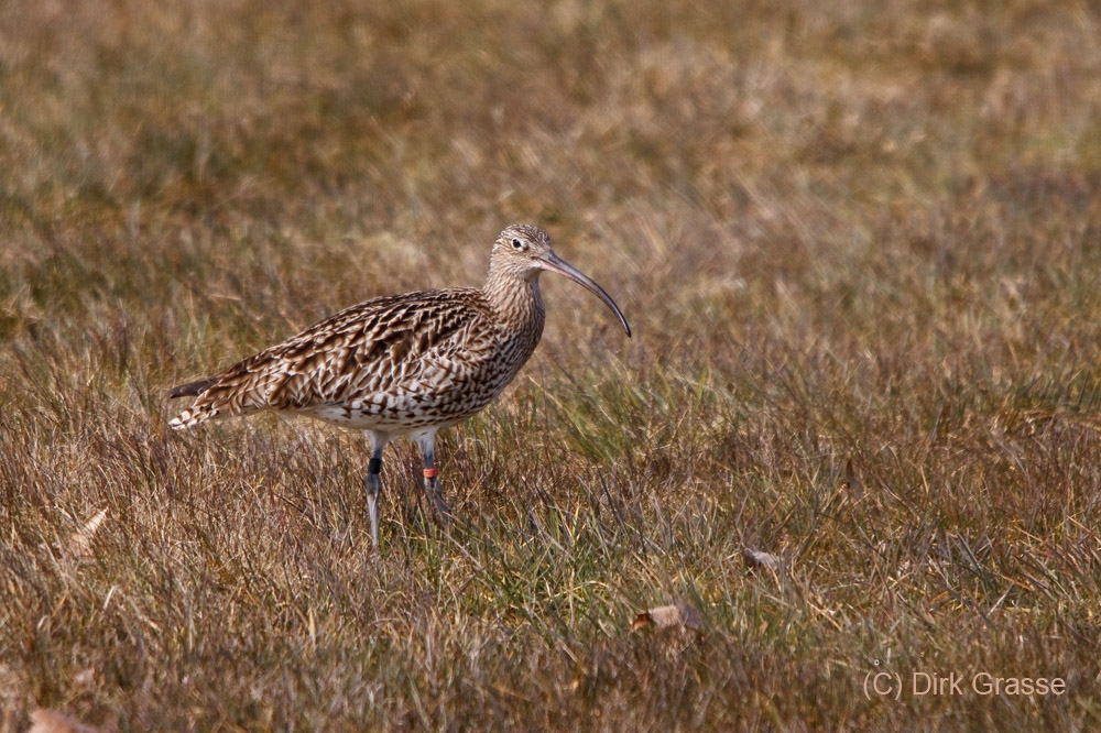 Großer Brachvogel - Numenius arquata