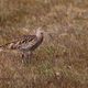 Groer Brachvogel - Numenius arquata