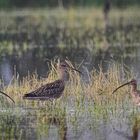 Großer Brachvogel (Numenius arquata)