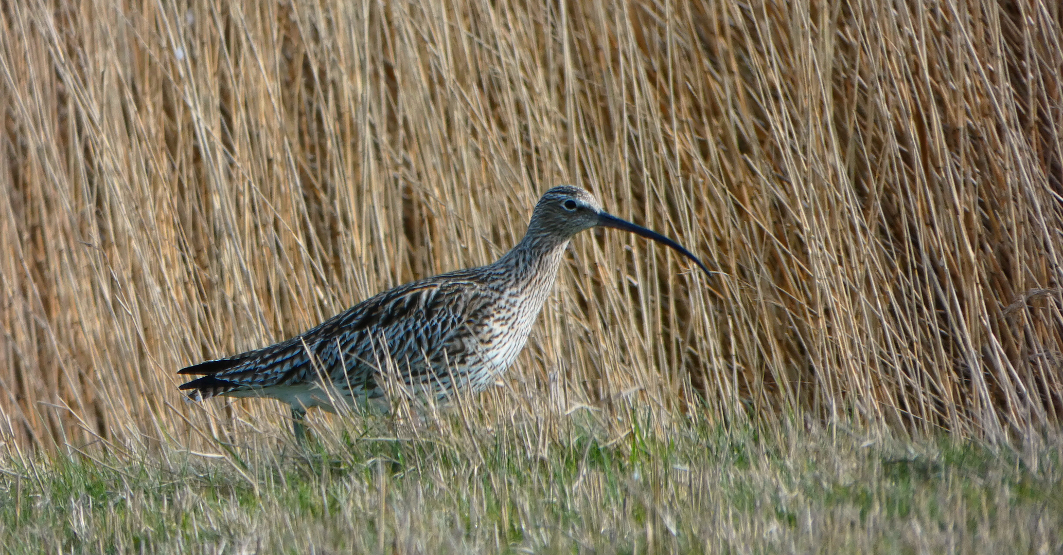 Großer Brachvogel (Numenius arquata)