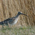 Großer Brachvogel (Numenius arquata)