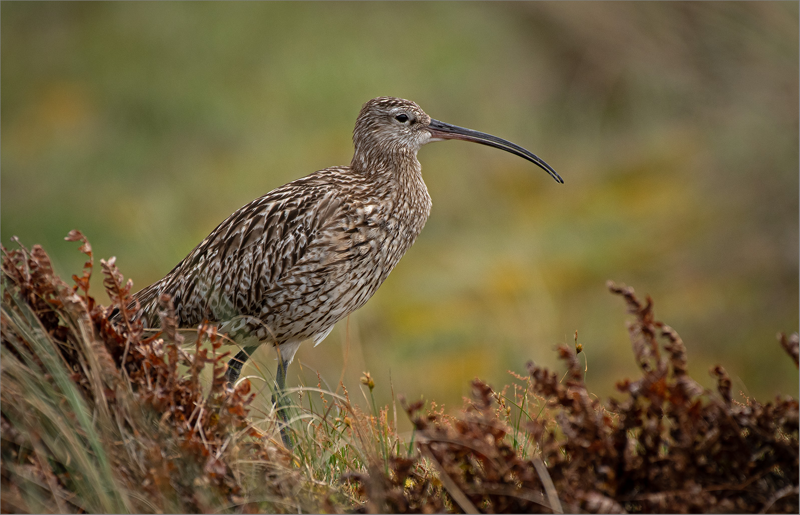 Großer Brachvogel  -  Numenius arquata   . . .