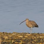 Großer Brachvogel (Numenius arquata) ...