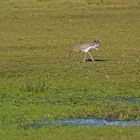 Großer Brachvogel (Numenius arquata) auf Borkumer Feuchtwiese