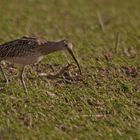 Großer Brachvogel (Numenius arquata)