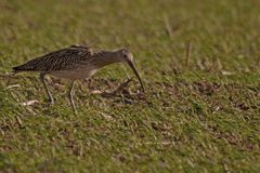 Großer Brachvogel (Numenius arquata)