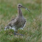 Großer Brachvogel  -  Numenius arquata