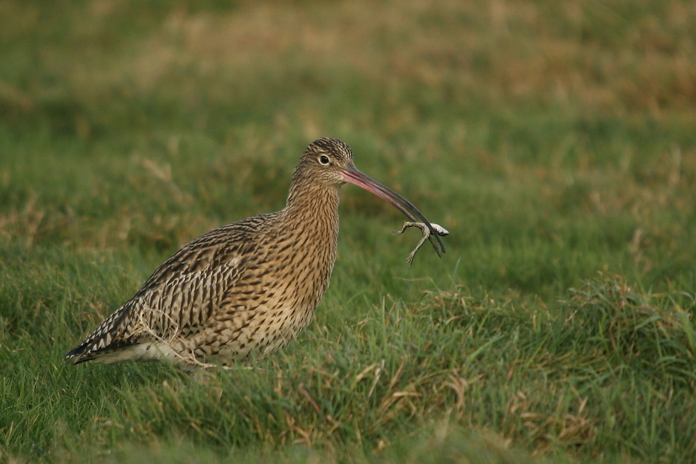 Großer Brachvogel (Numenius arquata) beim Frühstück