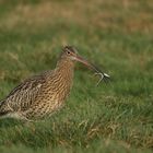 Großer Brachvogel (Numenius arquata) beim Frühstück