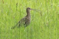 Großer Brachvogel (Numenius arquata) 