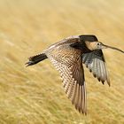  Großer Brachvogel (Numenius arquata) Copyright Josef Limberger 