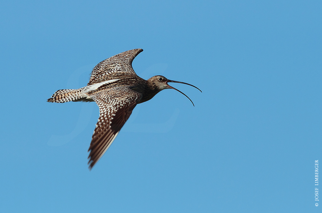 Großer Brachvogel (Numenius arquata) Copyright Josef Limberger 